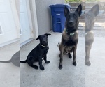 Small Photo #5 Belgian Malinois Puppy For Sale in JEROME, ID, USA