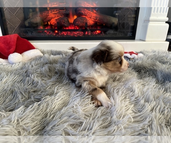 Medium Photo #8 Miniature Australian Shepherd Puppy For Sale in QUINCY, CA, USA