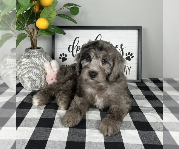Medium Photo #1 Bernedoodle (Miniature) Puppy For Sale in FRANKLIN, IN, USA