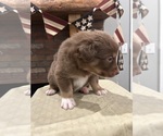 Small Photo #2 Australian Shepherd Puppy For Sale in ATHENS, AL, USA
