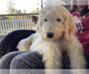 Goldendoodle Puppy for sale in WESLEY CHAPEL, FL, USA