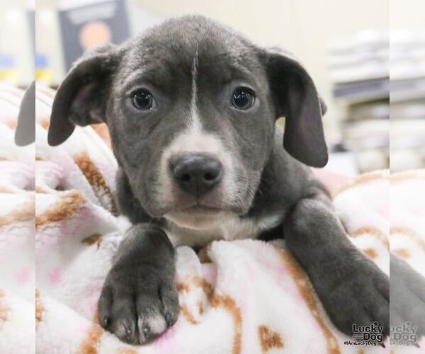 Medium Photo #2 Labrador Retriever-Unknown Mix Puppy For Sale in Washington, DC, USA