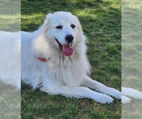 Medium Photo #3 Great Pyrenees Puppy For Sale in Hamilton, MT, USA