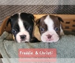 Small Photo #4 Boston Terrier Puppy For Sale in LEXINGTON, IN, USA