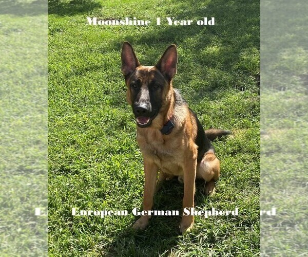 Medium Photo #1 German Shepherd Dog Puppy For Sale in SAINT LOUIS, MO, USA