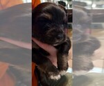 Puppy Muddy Australian Shepherd