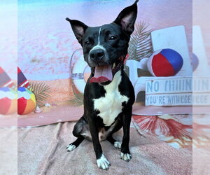 Mutt Dogs for adoption in Long Beach, CA, USA