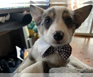 Pembroke Welsh Corgi-Welsh Cardigan Corgi Mix Puppy for Sale in SAN JOSE, California USA