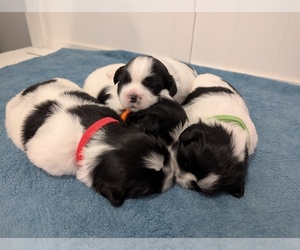 Shih Tzu Puppy for sale in BROOKSVILLE, KY, USA