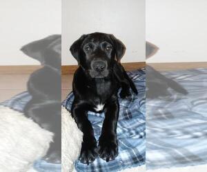 Labrador Retriever Puppy for sale in CITY OF SPOKANE VALLEY, WA, USA