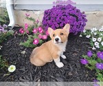 Small #1 Pembroke Welsh Corgi