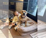 Small #6 American Pit Bull Terrier Mix