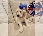 Small #12 English Cream Golden Retriever