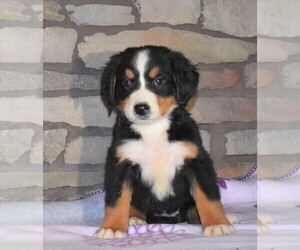 Bernese Mountain Dog Puppy for sale in FREDERICKSBG, OH, USA