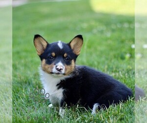 Pembroke Welsh Corgi Puppy for sale in PARADISE, PA, USA