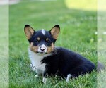 Image preview for Ad Listing. Nickname: Melanie
