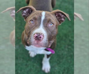 Mutt Dogs for adoption in Evansville, IN, USA