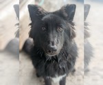 Small #1 German Shepherd Dog Mix