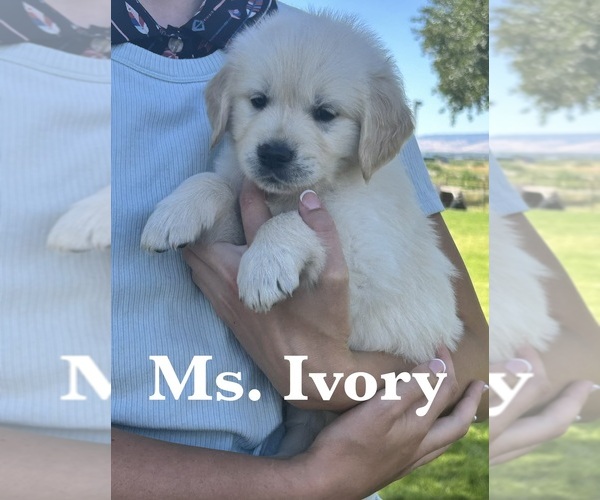 Medium Photo #1 English Cream Golden Retriever Puppy For Sale in ELLENSBURG, WA, USA