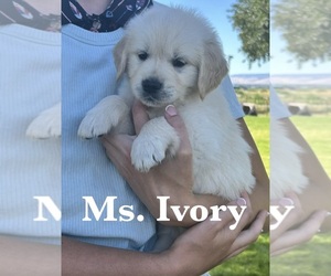 Medium English Cream Golden Retriever