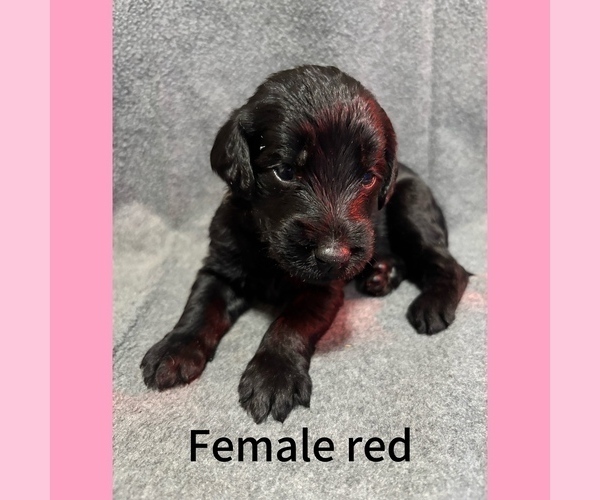 Medium Photo #14 Labradoodle Puppy For Sale in WILLISTON, SC, USA