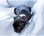 Small Photo #13 Boston Terrier Puppy For Sale in WAKARUSA, IN, USA