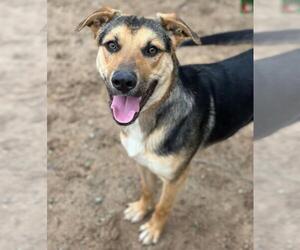 German Shepherd Dog-Unknown Mix Dogs for adoption in Santa Barbara, CA, USA
