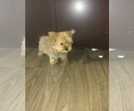 Puppy 1 Yorkshire Terrier