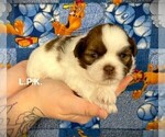 Small #2 Shih Tzu