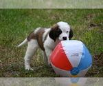 Small Photo #11 Saint Bernard Puppy For Sale in AVALON, MO, USA