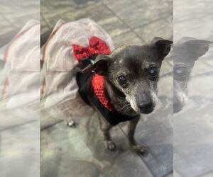 Chihuahua Dogs for adoption in Newport Beach, CA, USA