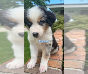 Ausky Puppy for sale in MONTGOMERY, AL, USA