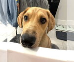 Small #3 Great Pyrenees Mix