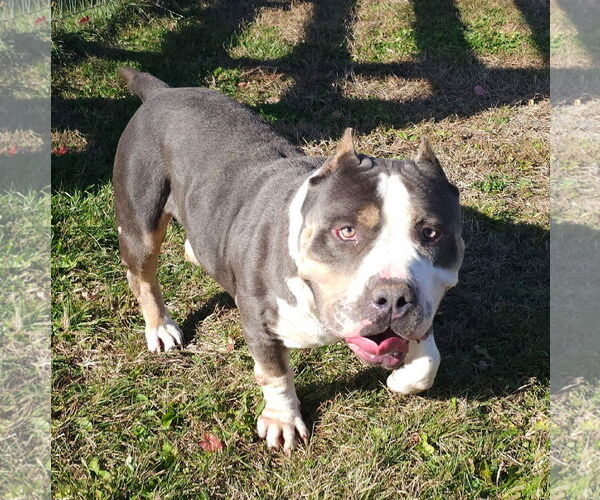 Medium Photo #4 American Bulldog Puppy For Sale in Georgetown, KY, USA