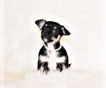 Puppy Esperanza Chihuahua