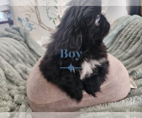 Medium Photo #2 Pekingese Puppy For Sale in TURKEY, NC, USA