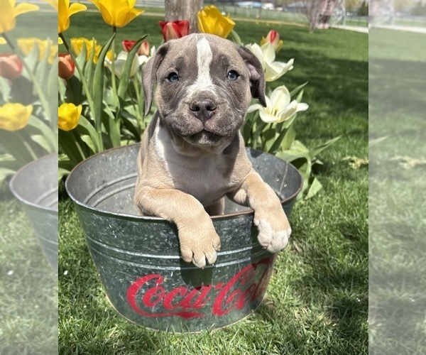 Medium Photo #2 American Bulldog Puppy For Sale in MIDDLEBURY, IN, USA
