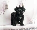Puppy 3 Poodle (Toy)-Yorkshire Terrier Mix