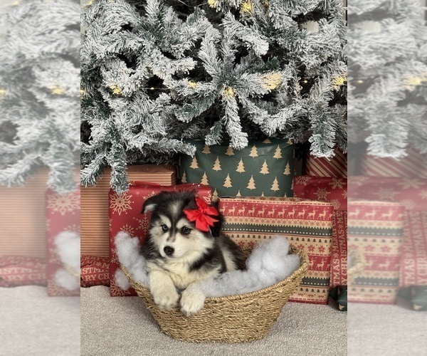 Medium Photo #3 Pomsky Puppy For Sale in DAVENPORT, FL, USA