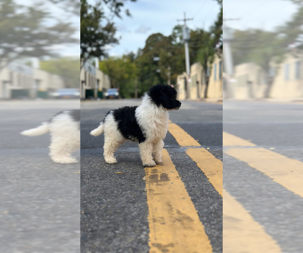 Medium Photo #13 Poodle (Toy) Puppy For Sale in BRONX, NY, USA