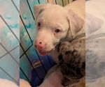 Small #15 Australian Shepherd-Catahoula Leopard Dog Mix