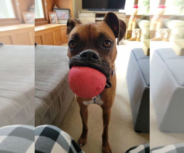 Medium Photo #6 Boxer Puppy For Sale in Woodbury, MN, USA