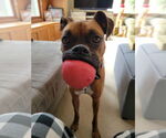 Small #5 Boxer