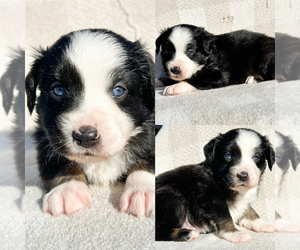 Miniature Australian Shepherd Puppy for sale in BROOKER, FL, USA