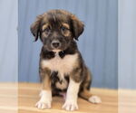 Small Labrador Retriever-Pembroke Welsh Corgi Mix