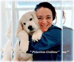 Small Photo #22 English Cream Golden Retriever Puppy For Sale in PRINCETON, WV, USA