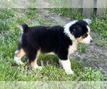 Small Photo #8 Australian Shepherd Puppy For Sale in SHALLOTTE, NC, USA