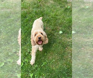Mother of the Cockapoo puppies born on 08/20/2025