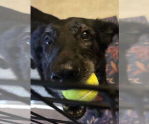 Cardi - Female Shepradors Dog for Adoption - Photo #17