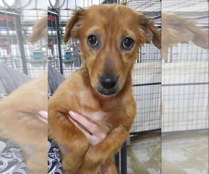 Dachshund-Unknown Mix Dogs for adoption in Foristell, MO, USA